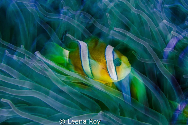 Anemone in slow motion by Leena Roy 