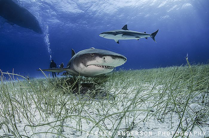 Calling all sharks!!!!! Shark Paradise off West End Bahamas by Steven Anderson 