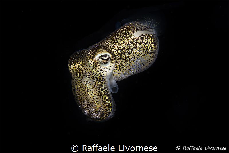 Sepiola antlantica in night dive by Raffaele Livornese 