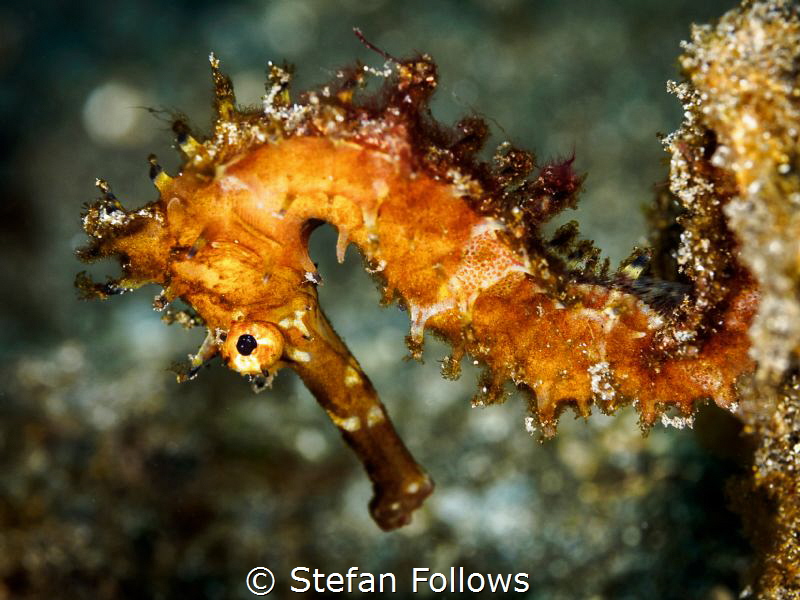 Horsing around

Thorny Seahorse - Hippocampus histrix
... by Stefan Follows 