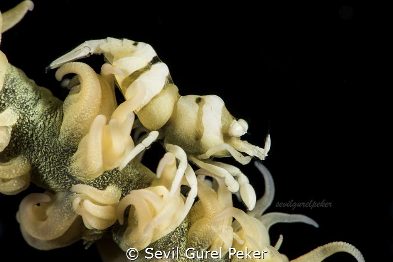 Zanzibar Whip Coral Shrimp by Sevil Gurel Peker 