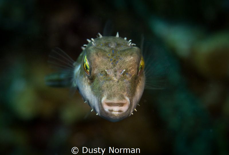 "Gotcha"
Bandtail Puffer Fish by Dusty Norman 