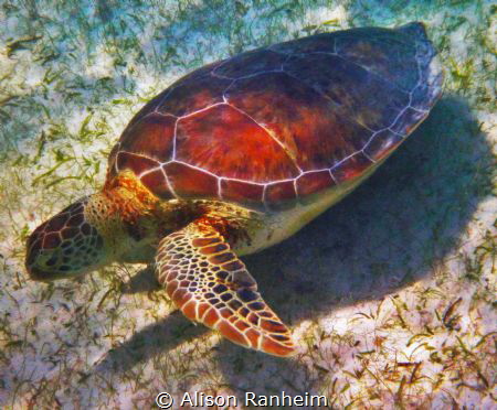 Grazing turtle, Akumal Bay by Alison Ranheim 