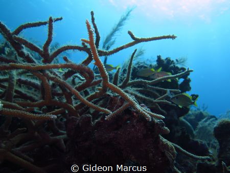 Through the eyes of the coral. by Gideon Marcus 