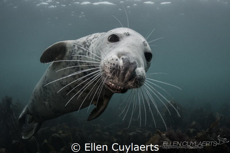 "Laugh or Cry"
Gray seal by Ellen Cuylaerts 