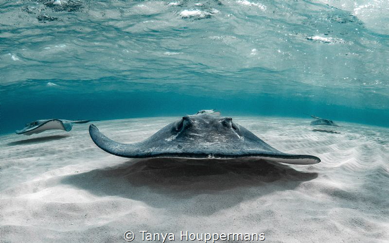 'On The Lowdown' - Southern stingrays glide just over the... by Tanya Houppermans 