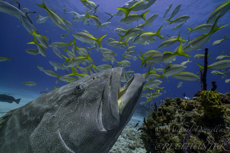 black grouper by Michael Dornellas 
