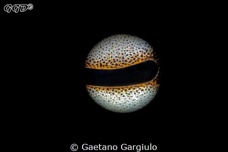 Full Octo-moon This time my reverse ring macro toy did no... by Gaetano Gargiulo 