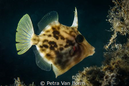 Triggerfish by Petra Van Borm 