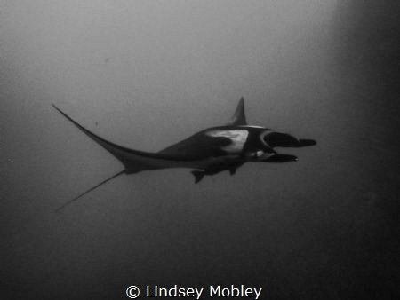 Manta Ray gliding through the water. Shot at Roca Partida... by Lindsey Mobley 