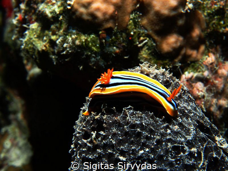 Nudibranch by Sigitas Sirvydas 