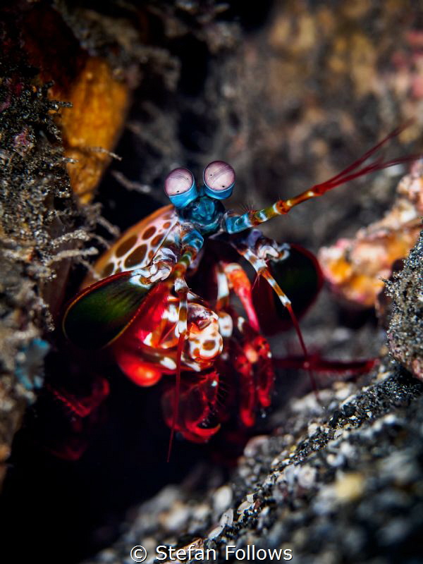 My place or yours ...

Peacock Mantis Shrimp - Odontoda... by Stefan Follows 