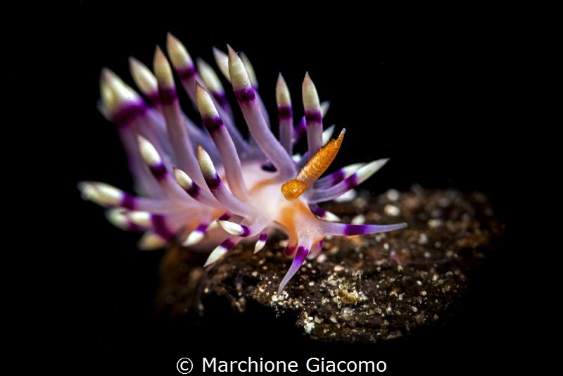 Flabellina exoptata
Nikon D800E, 105 macro , sub sea +10... by Marchione Giacomo 