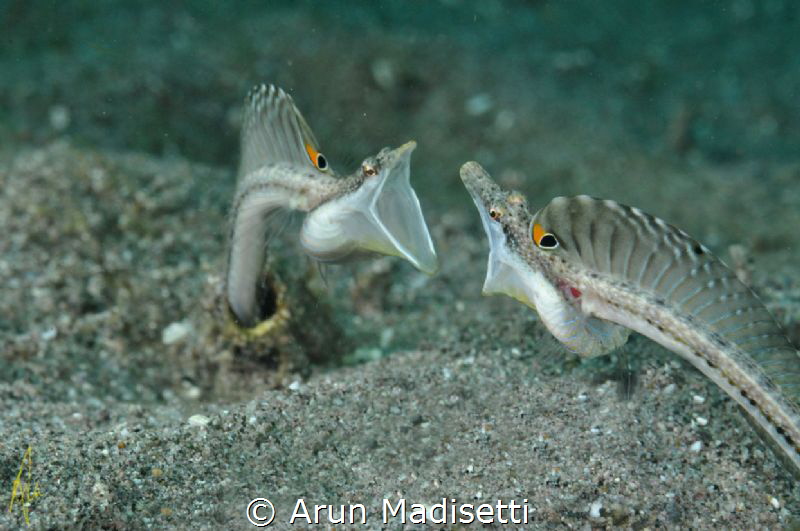 yellow mouthed pike blenny by Arun Madisetti 