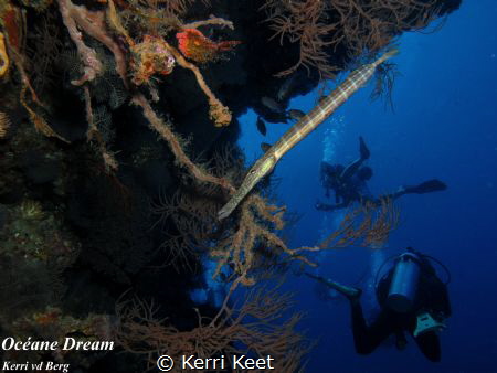 I found the trumpet fish posing under an overhang. I have... by Kerri Keet 