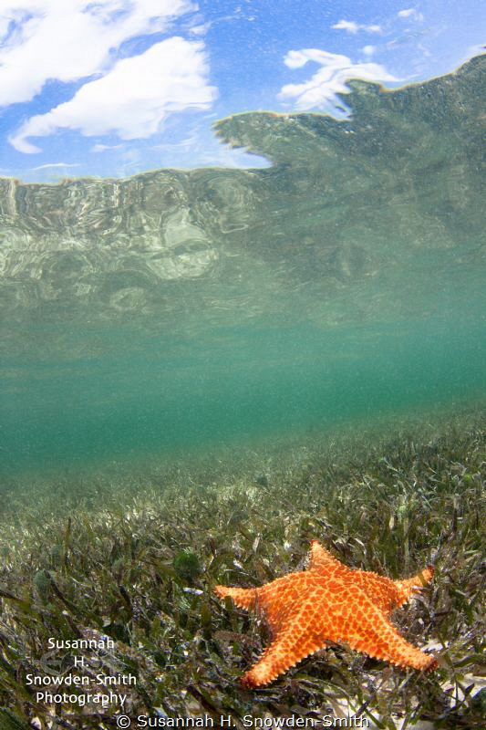A brightly colored starfish rests on seagrass just below ... by Susannah H. Snowden-Smith 