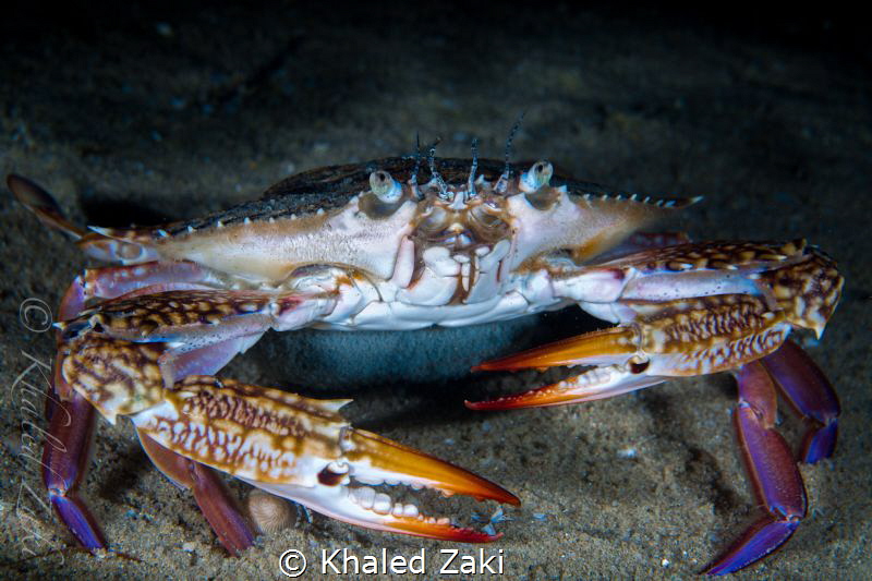 Crab - Night Dive  Qatar -South by Khaled Zaki 