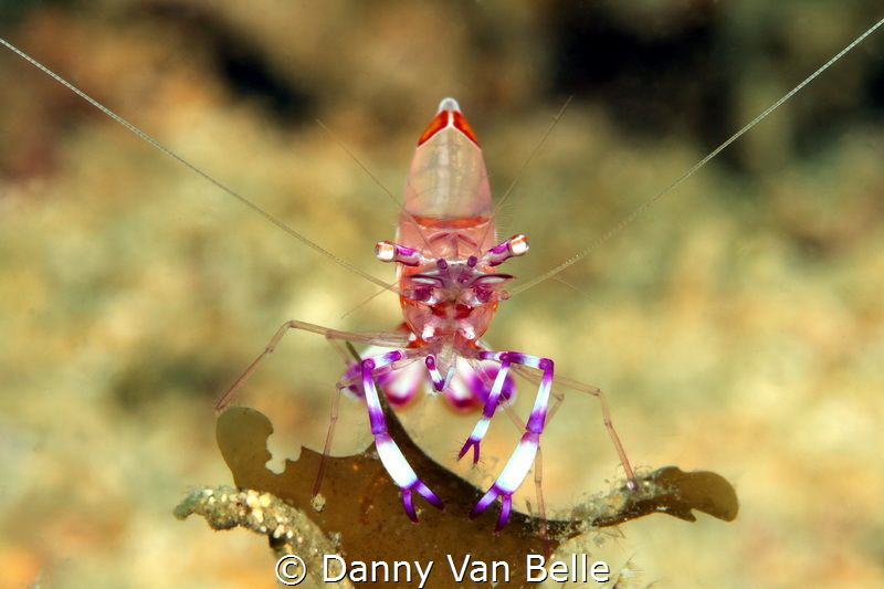 Shrimp head on by Danny Van Belle 