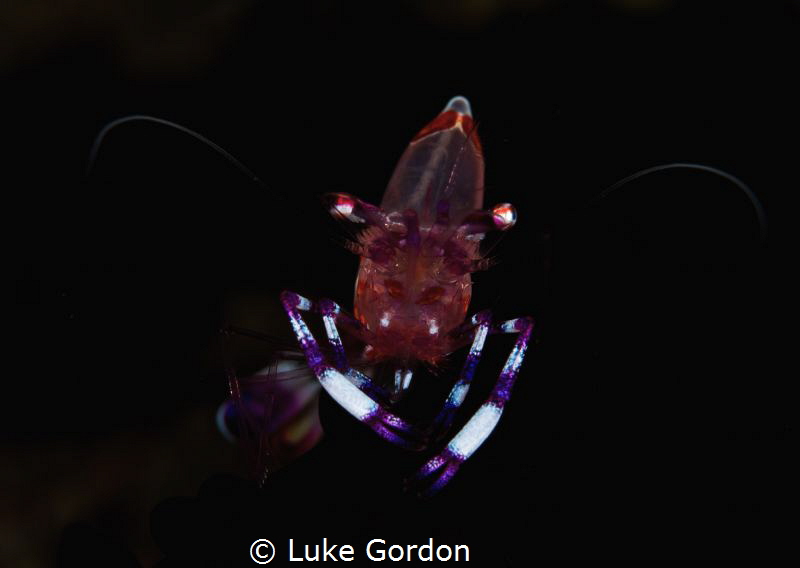 Anemone shrimp in the darkness, the black anemone allowed... by Luke Gordon 