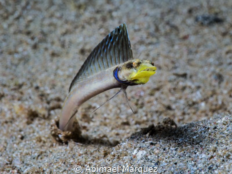 Pike Blenny by Abimael Márquez 