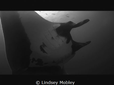 2016 Socorro Islands.Beauty is in the eye of the beholder... by Lindsey Mobley 