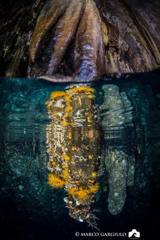 Isca cave, stalactite partially submerged with Astroides ... by Marco Gargiulo 