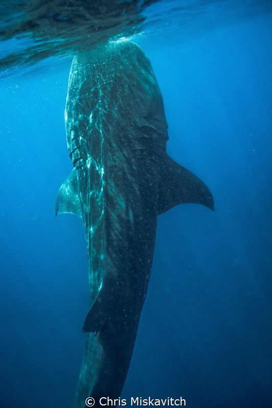 This whaleshark get perpendicular to the surface to feed.... by Chris Miskavitch 