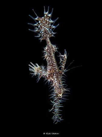 Ghost Pipefishes by Nick Utchin 
