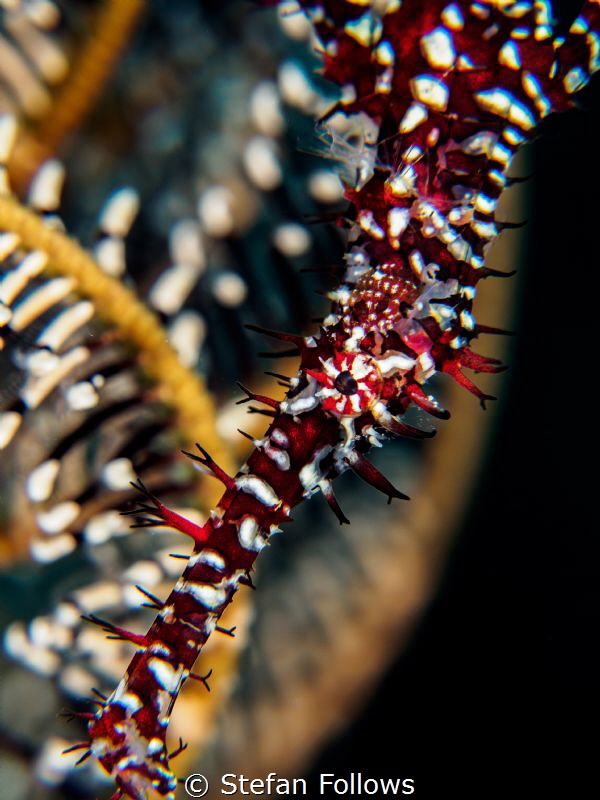 Plunge

Ornate Ghost Pipefish - Solenostomus paradoxus
... by Stefan Follows 