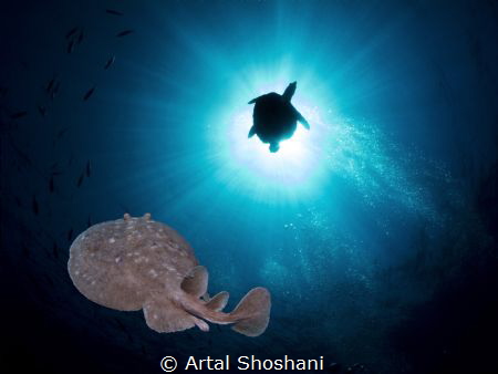 Electric Ray and a turtule close to the sun.
Red Sea, Eg... by Artal Shoshani 