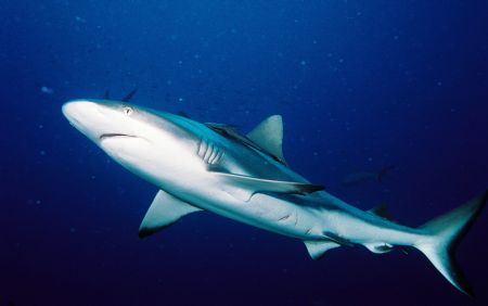 Shark on a dive in Truk Micronesia by Bill Strode 