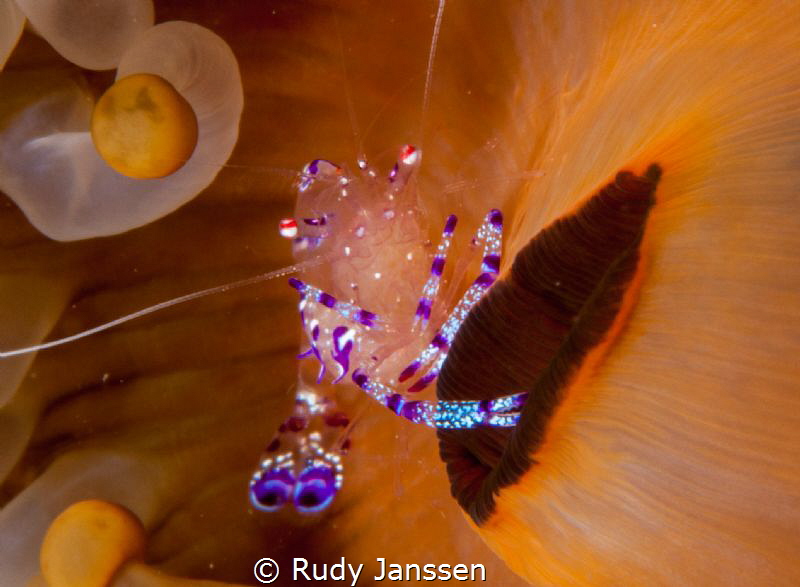 Shrimp by Rudy Janssen 