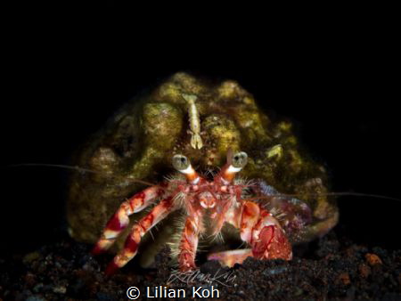 H I T C H H I K E R

Shrimp on Hermit Crab
(Periclimen... by Lilian Koh 
