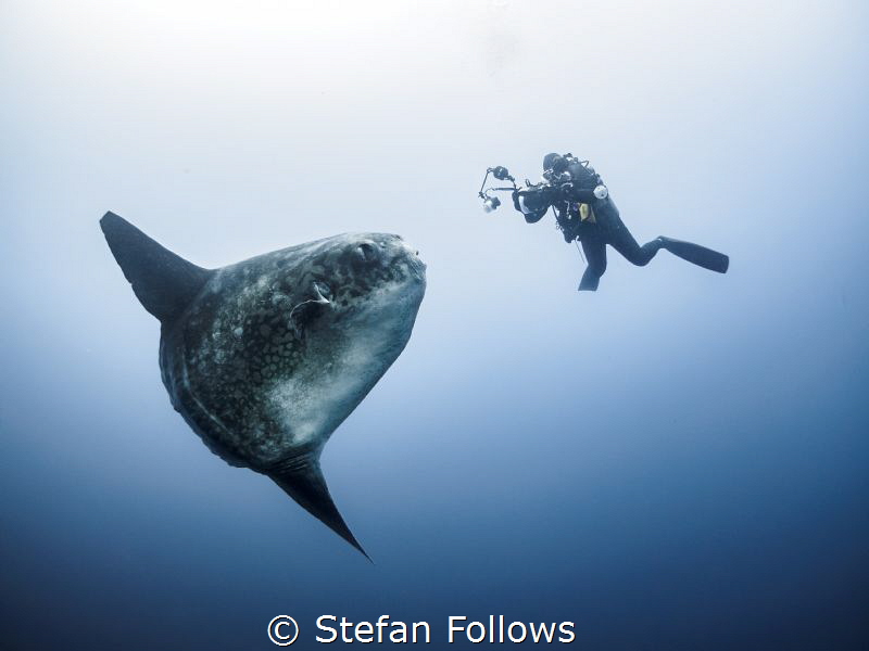 Like The Desert

Southern Ocean Sunfish - Mola ramsayi
... by Stefan Follows 