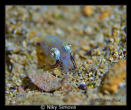 baby cuttle fish by Niky Šímová 