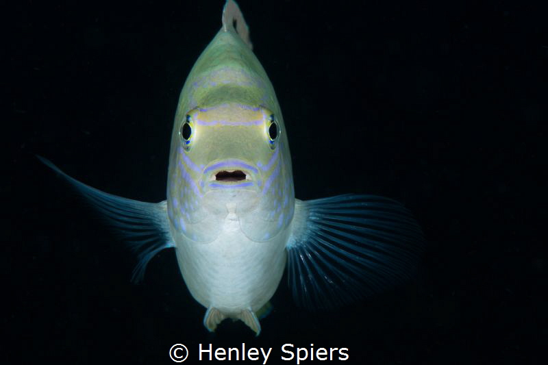 Staring Match with a Damselfish by Henley Spiers 