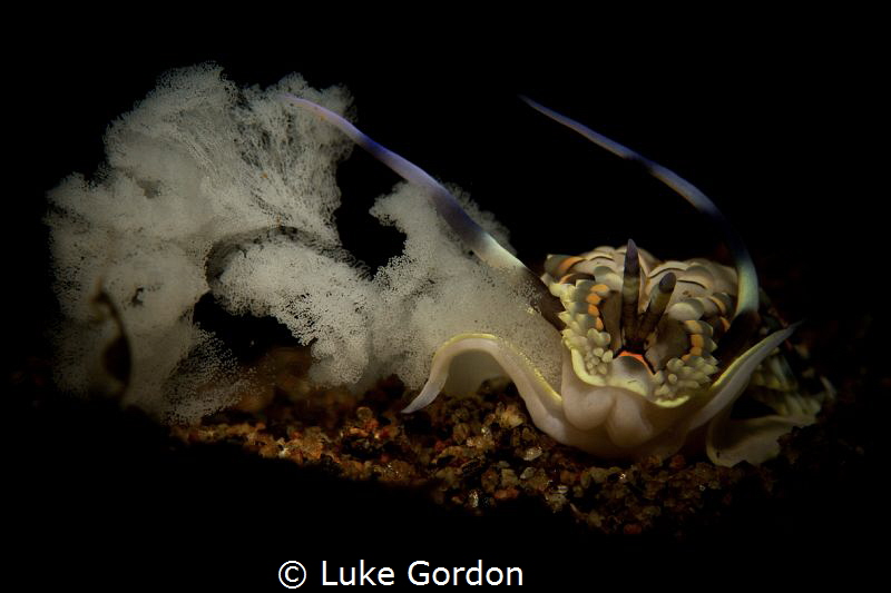 Catching a nudi laying eggs with the snoot by Luke Gordon 