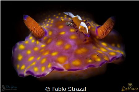 An emperor shrimp riding on the top of a Ceratosoma by Fabio Strazzi 