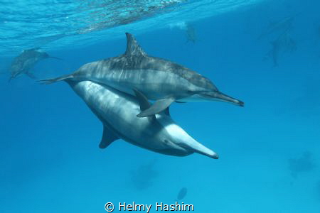 Dolphins in love by Helmy Hashim 