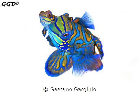 Mandarin fishes mating taken mid-water. The background wa... by Gaetano Gargiulo 