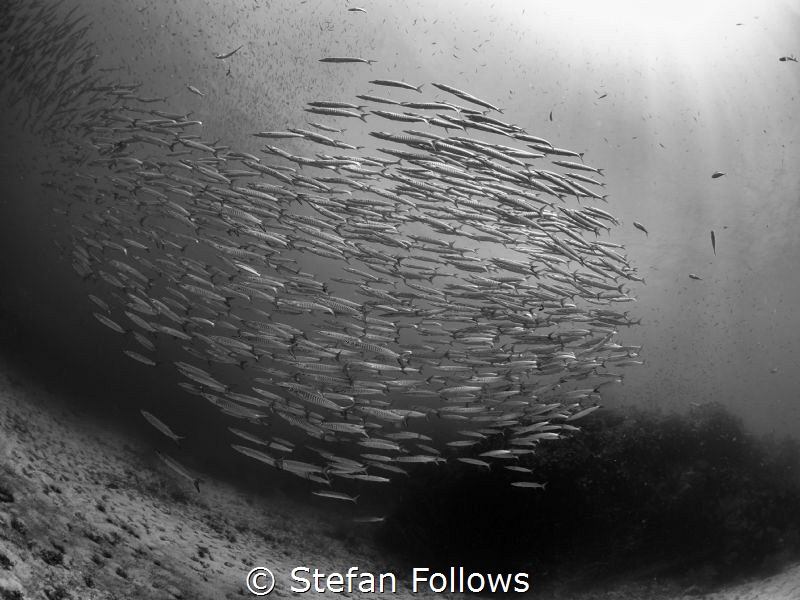 For whom it is reserved ...

Chevron Barracuda - Sphyra... by Stefan Follows 