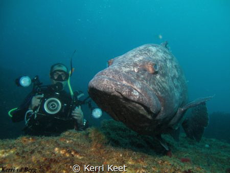 I swam into the current to get a shot of the potato bass ... by Kerri Keet 