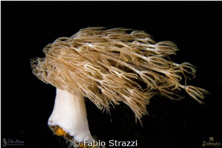 A soft coral against the current by Fabio Strazzi 