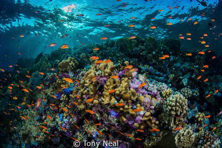 A reef of beauty. by Tony Neal 
