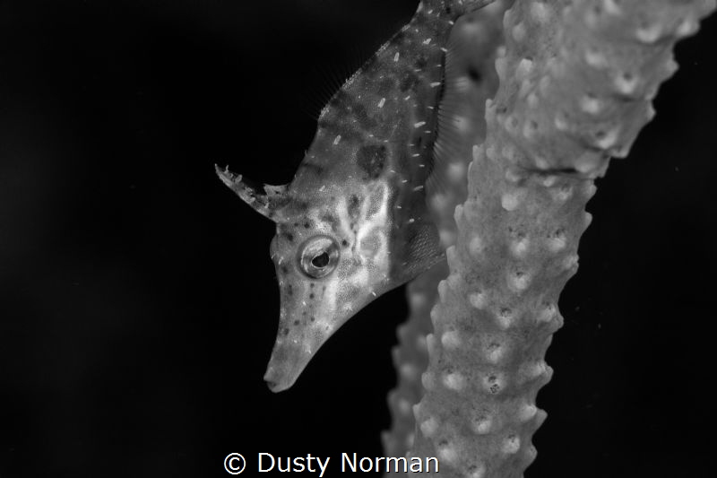 "Black and White Slender Filefish" by Dusty Norman 