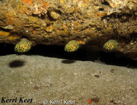 We found a trio of elusive pineapple fish hiding in a sma... by Kerri Keet 