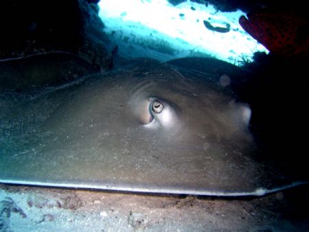 Sting Ray hiding out. by Ryan Stafford 