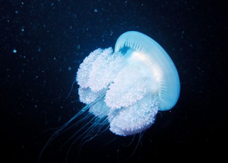 One of many jellyfish I came across on a night dive. by Bill Strode 