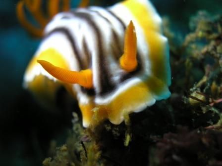 Nudi, Puerto Galera, super macro, Olympus 5060. approx.18... by Christy Ooi W, H. 