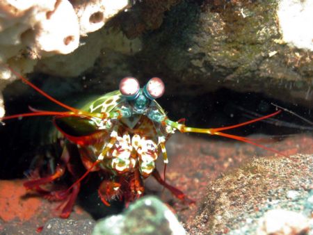 Mantis Shrimp taken at Bali, Indonesia by Dennis Siau 